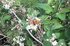Aglais urticae