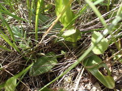 Ophrys sphegodes sphegodes