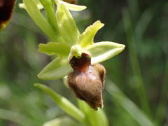 Ophrys sphegodes sphegodes