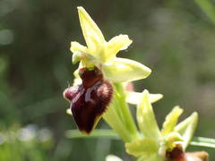 Ophrys sphegodes sphegodes