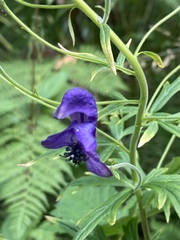 Aconitum baicalense