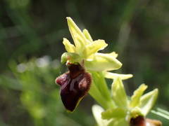 Ophrys sphegodes sphegodes