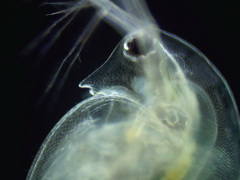 Daphnia pulex