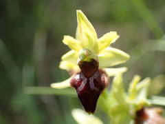 Ophrys sphegodes sphegodes