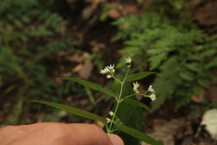 Vincetoxicum hirundinaria