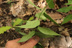 Vincetoxicum hirundinaria