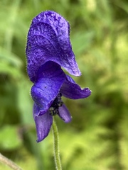 Aconitum baicalense
