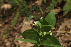 Vincetoxicum hirundinaria