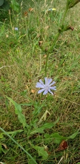 Cichorium intybus