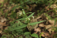 Vincetoxicum hirundinaria