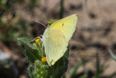 Colias alexandra