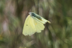 Colias alexandra