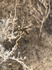 Colpa octomaculata