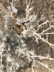 Colpa octomaculata