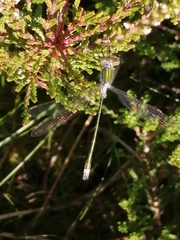 Lestes sponsa