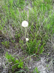 Marshallia caespitosa