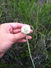 Marshallia caespitosa