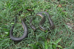 Coniophanes quinquevittatus