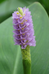 Pontederia sagittata