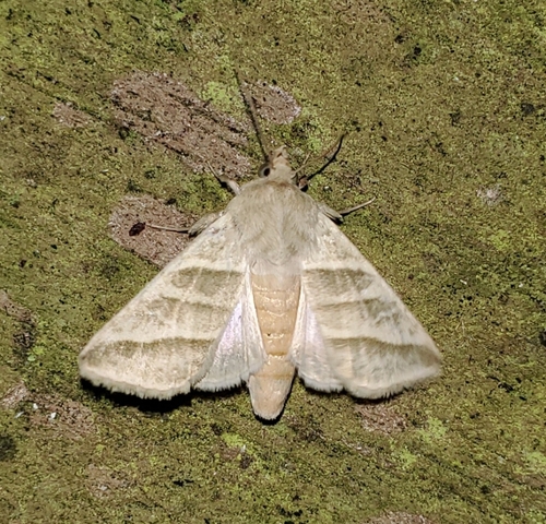 Subflexus Straw Moth photo 4