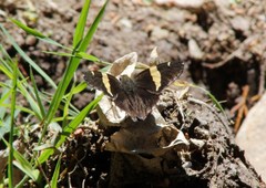 Autochton siermadror