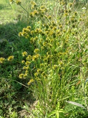 Juncus validus