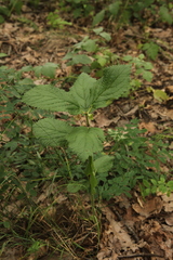 Melittis melissophyllum