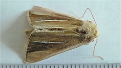 Plusia venusta