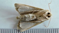 Plusia venusta