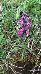 Pedicularis rostratospicata