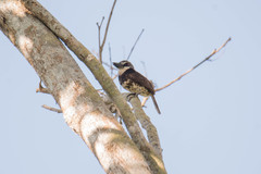 Bucco noanamae
