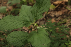 Melittis melissophyllum