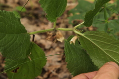 Melittis melissophyllum