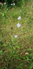 Cichorium intybus