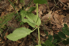 Melittis melissophyllum