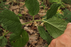 Melittis melissophyllum