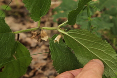 Melittis melissophyllum