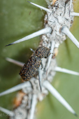 Lichenophanes tuberosus