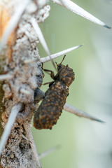 Lichenophanes tuberosus