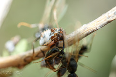 Phymatinae