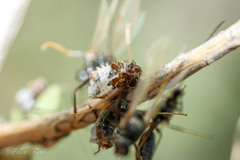 Phymatinae