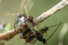 Phymatinae