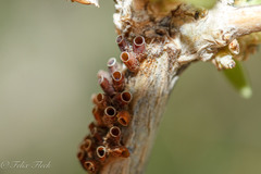 Phymatinae