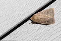 Leucania pseudargyria