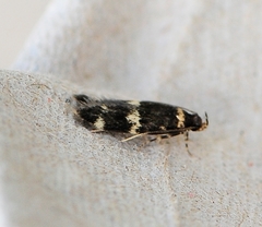 Oegoconia deauratella