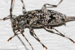 Graphisurus fasciatus