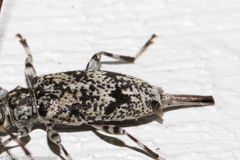 Graphisurus fasciatus