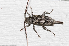 Graphisurus fasciatus