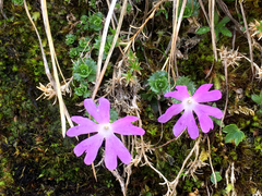 Primula minima