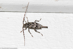 Graphisurus fasciatus